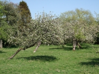 orchard