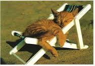 holiday cat